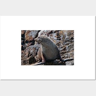 Australian Fur Seal 2 Posters and Art